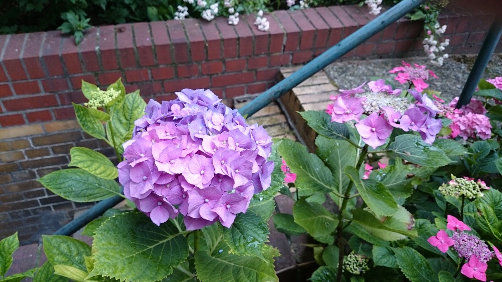 Sony Xperia Z2 sample photo. Flowers photography
