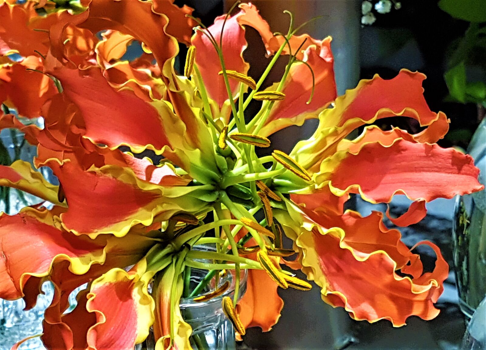 Samsung Galaxy S7 Edge sample photo. Lily, flower, colorful photography