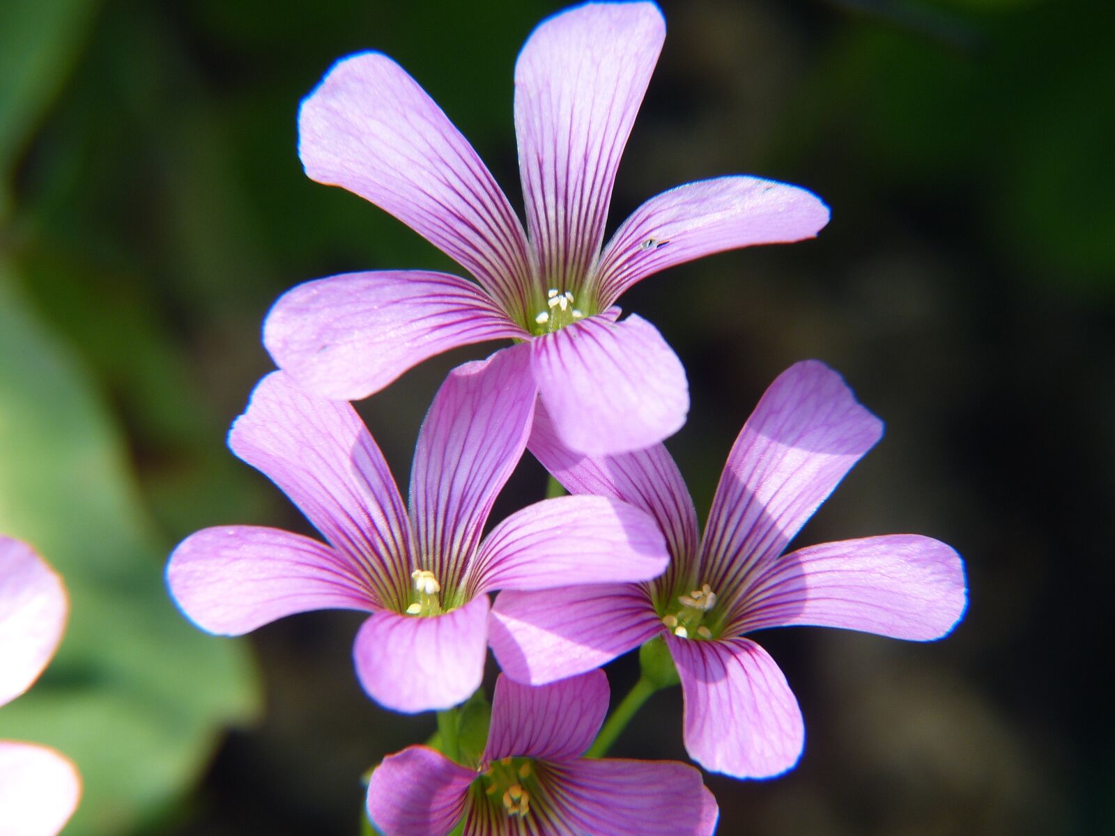 Panasonic Lumix DMC-FZ150 sample photo. Purple, flowers, purple flower photography
