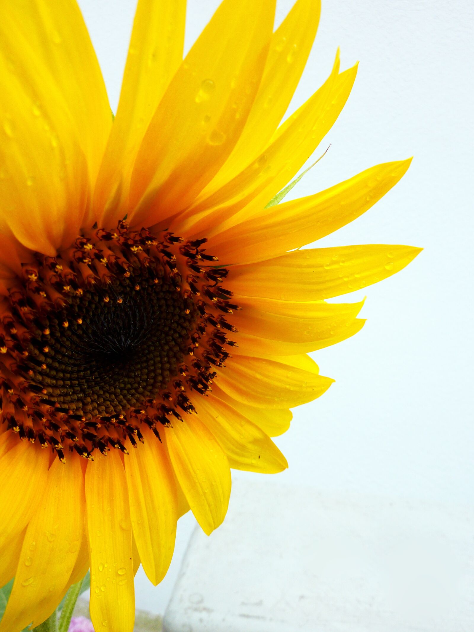 Panasonic DMC-TZ7 sample photo. Sunflower, summer, yellow photography