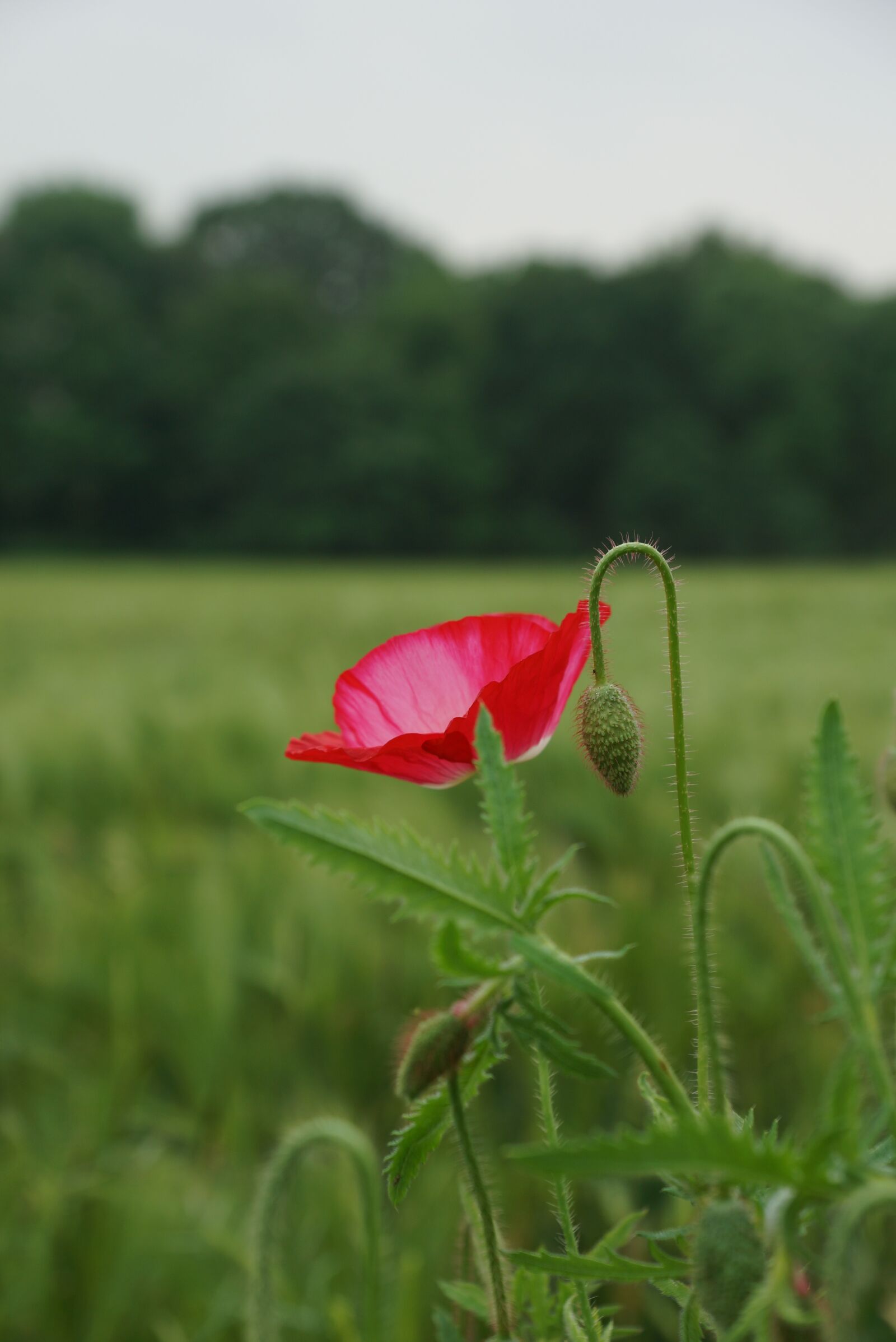 Sony SLT-A77 + Sony DT 16-50mm F2.8 SSM sample photo. Fields poppies, early summer photography