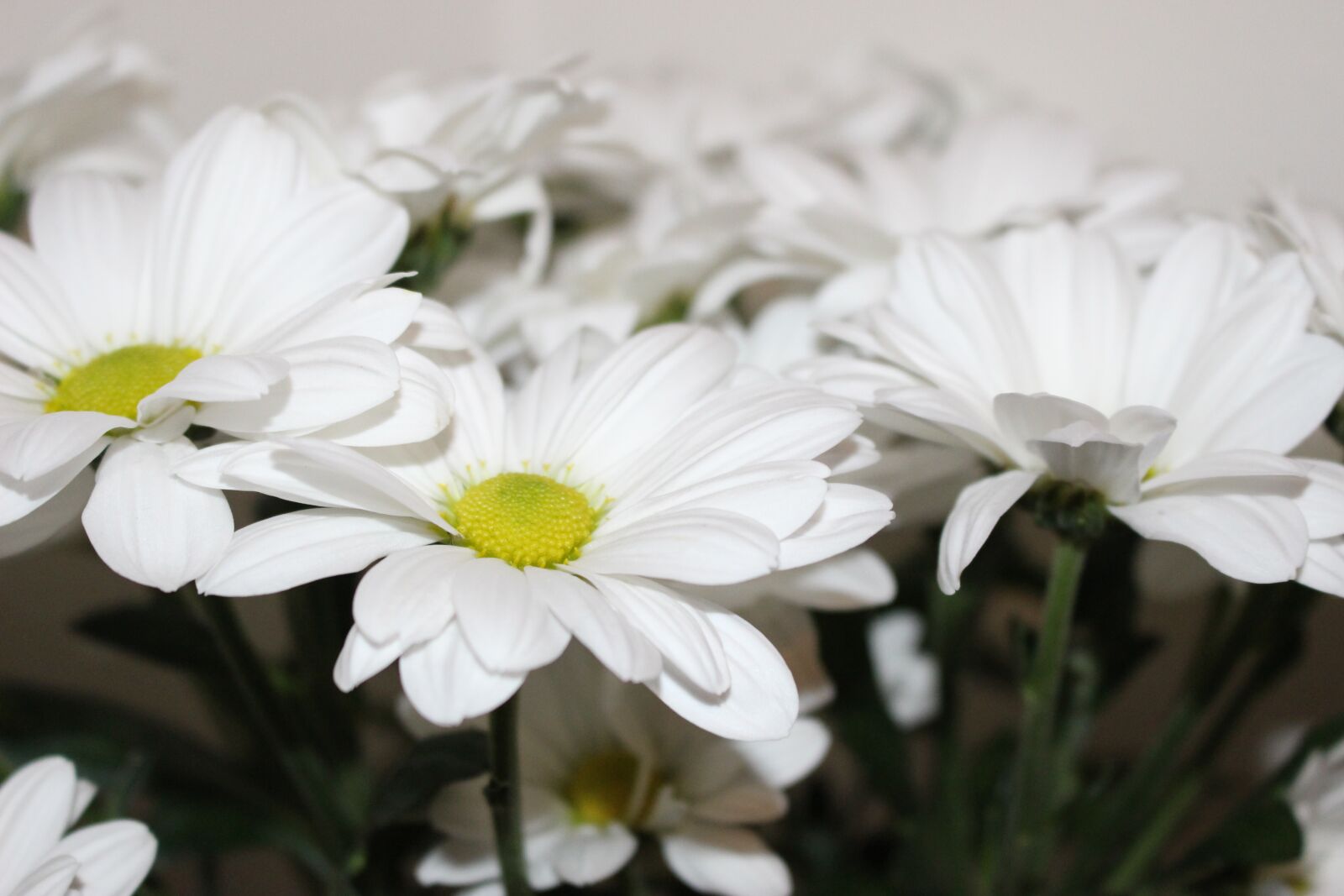 Canon EOS 100D (EOS Rebel SL1 / EOS Kiss X7) sample photo. The chrysanthemum, white, white photography
