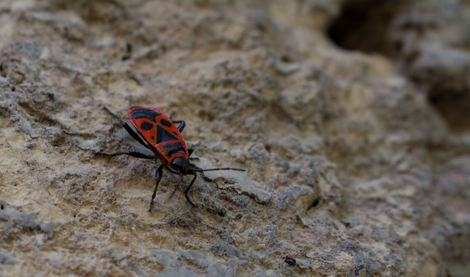 Nikon D5200 sample photo. Stone, beetle, nature photography