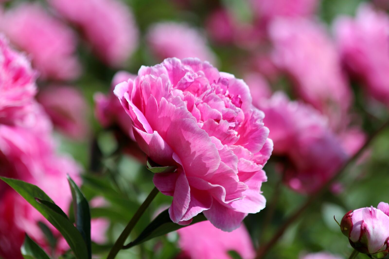 Canon EOS 650D (EOS Rebel T4i / EOS Kiss X6i) sample photo. Pink peony, peony flower photography