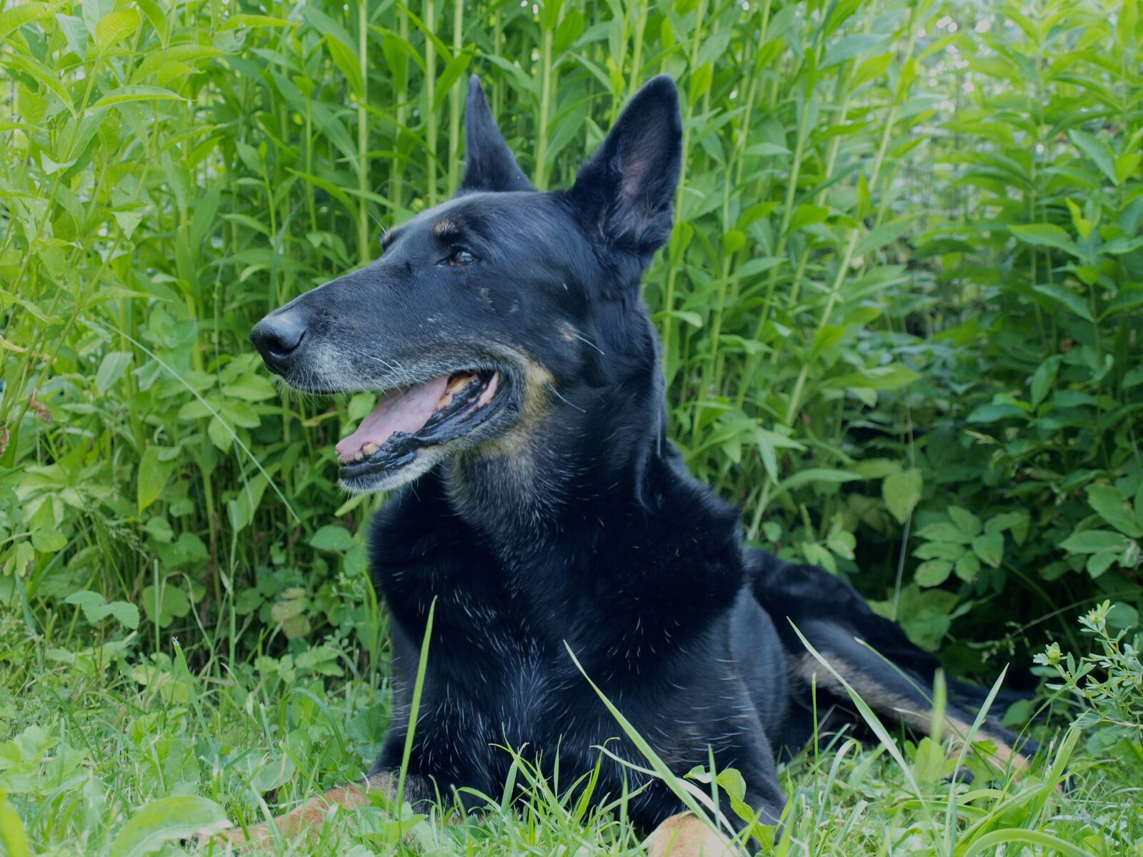 Olympus E-520 (EVOLT E-520) sample photo. Dog, old age, grey photography