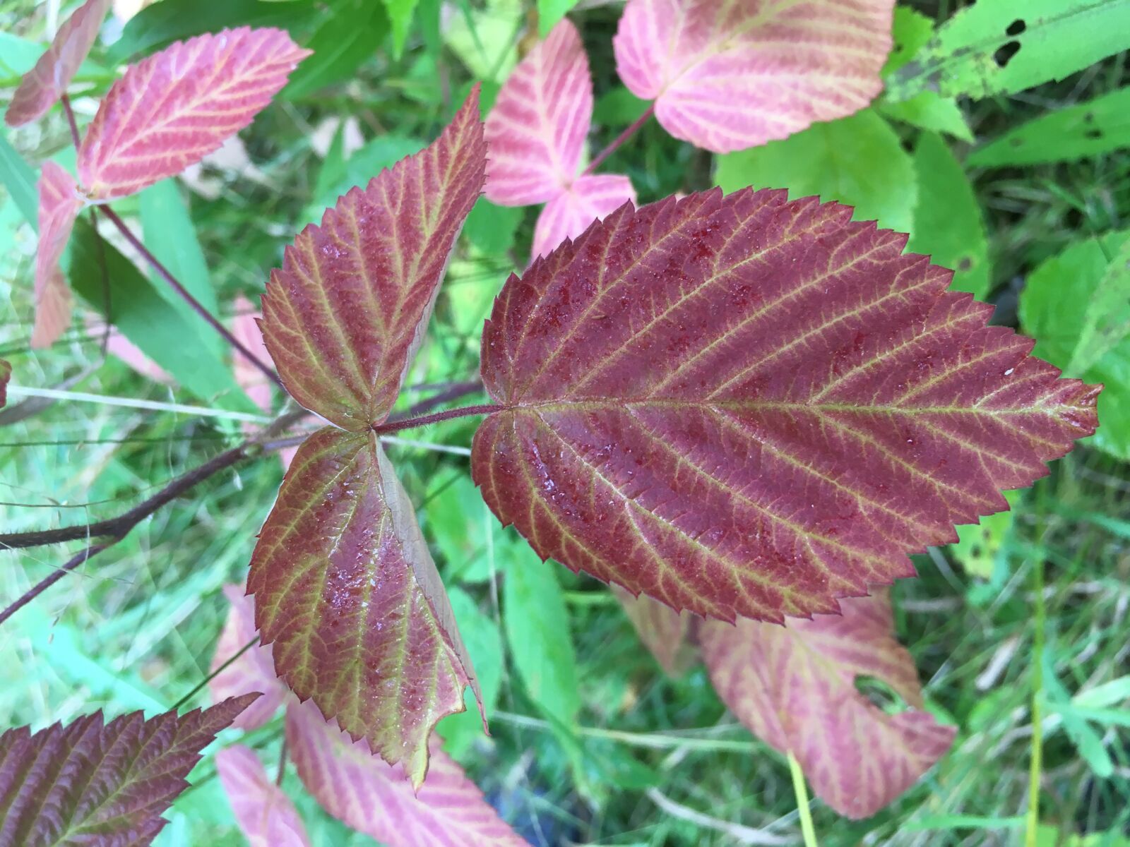 iPhone SE back camera 4.15mm f/2.2 sample photo. Fall, color, autumn photography
