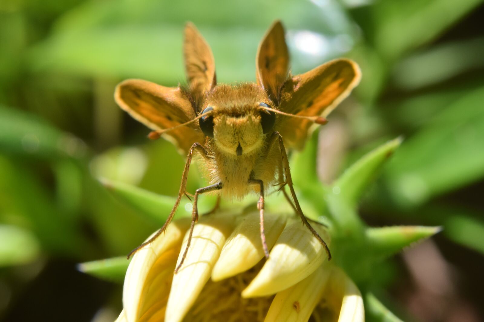 Nikon D5300 sample photo. Beetle, insect, garden photography