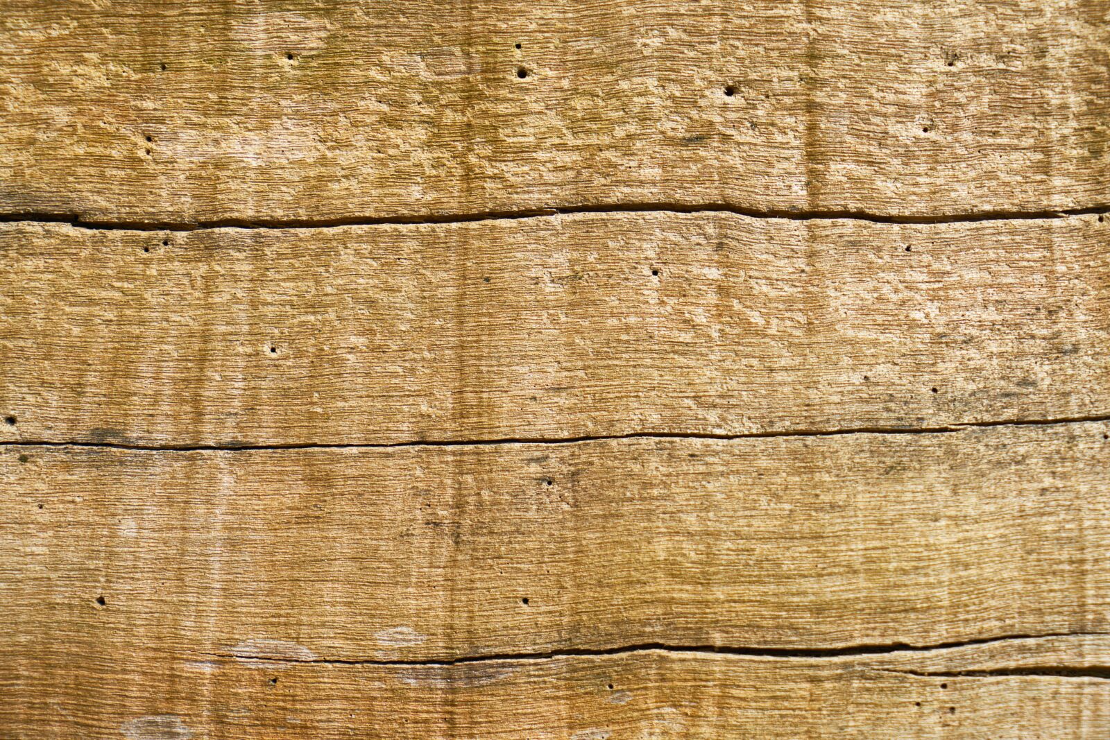 Sony a7R II sample photo. Wood, tree, texture photography
