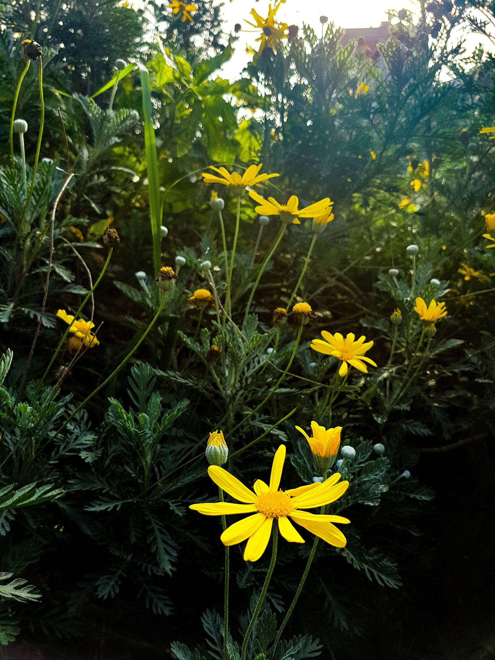 Samsung Galaxy S7 Edge + Samsung Galaxy S7 Edge Rear Camera sample photo. Plant, nature, flower photography