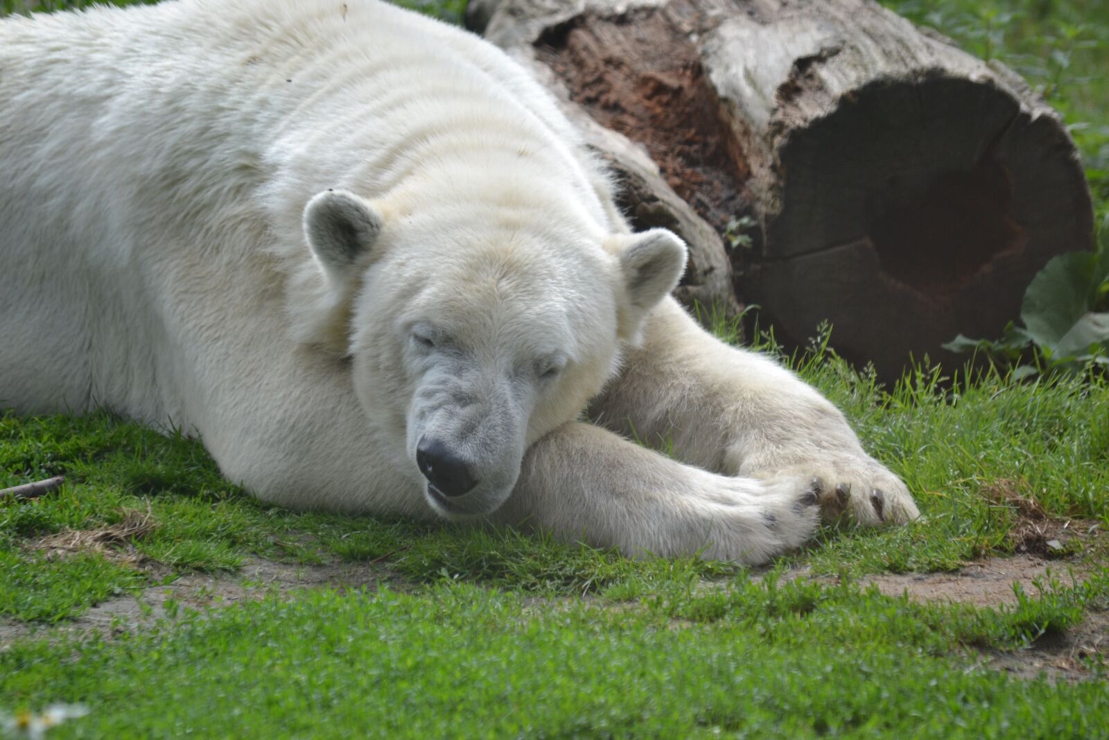 Nikon D3100 sample photo. Bear, polar bear, sleep photography
