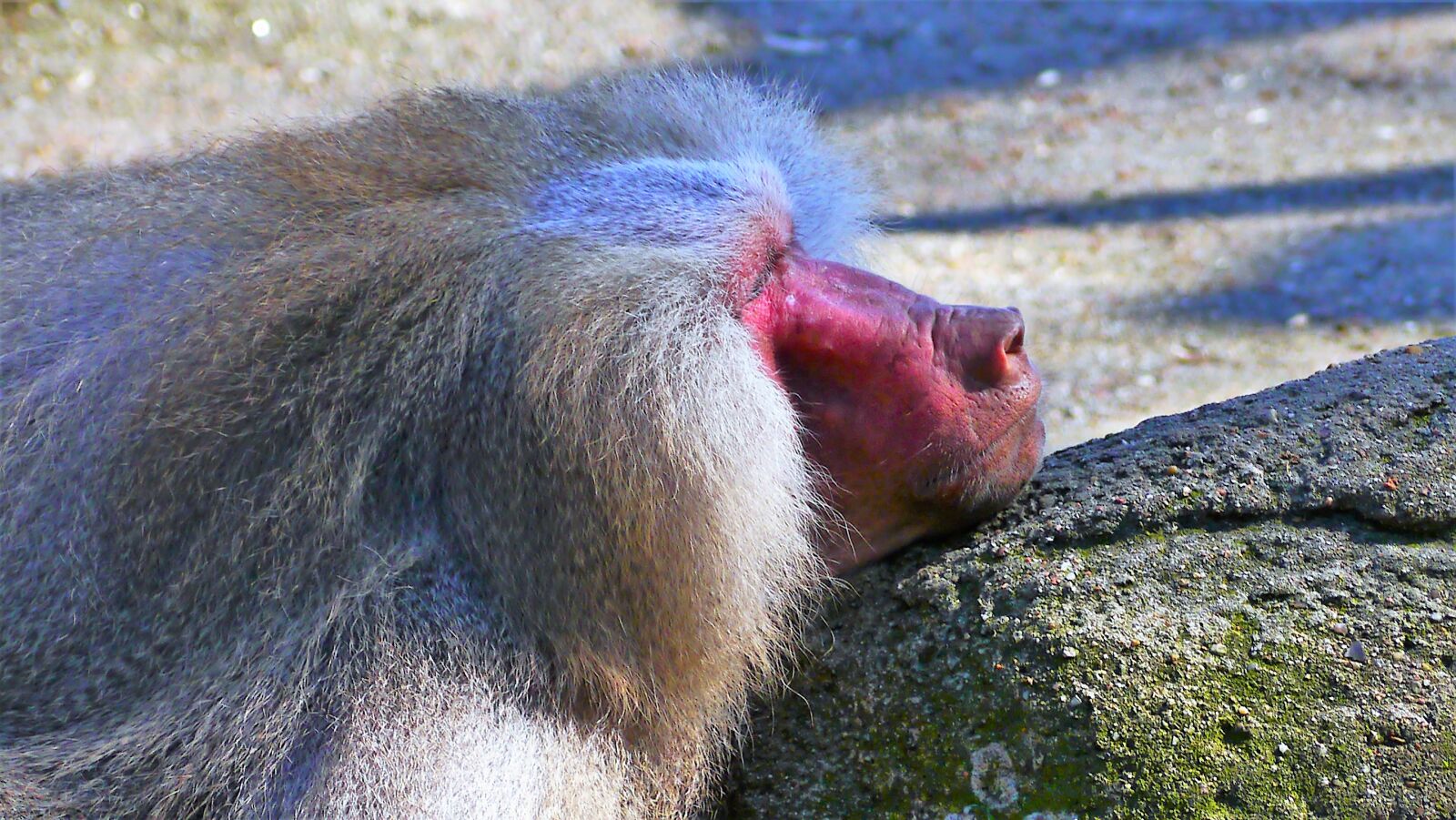 Panasonic Lumix DMC-G3 sample photo. Monkey, primate, baboon photography