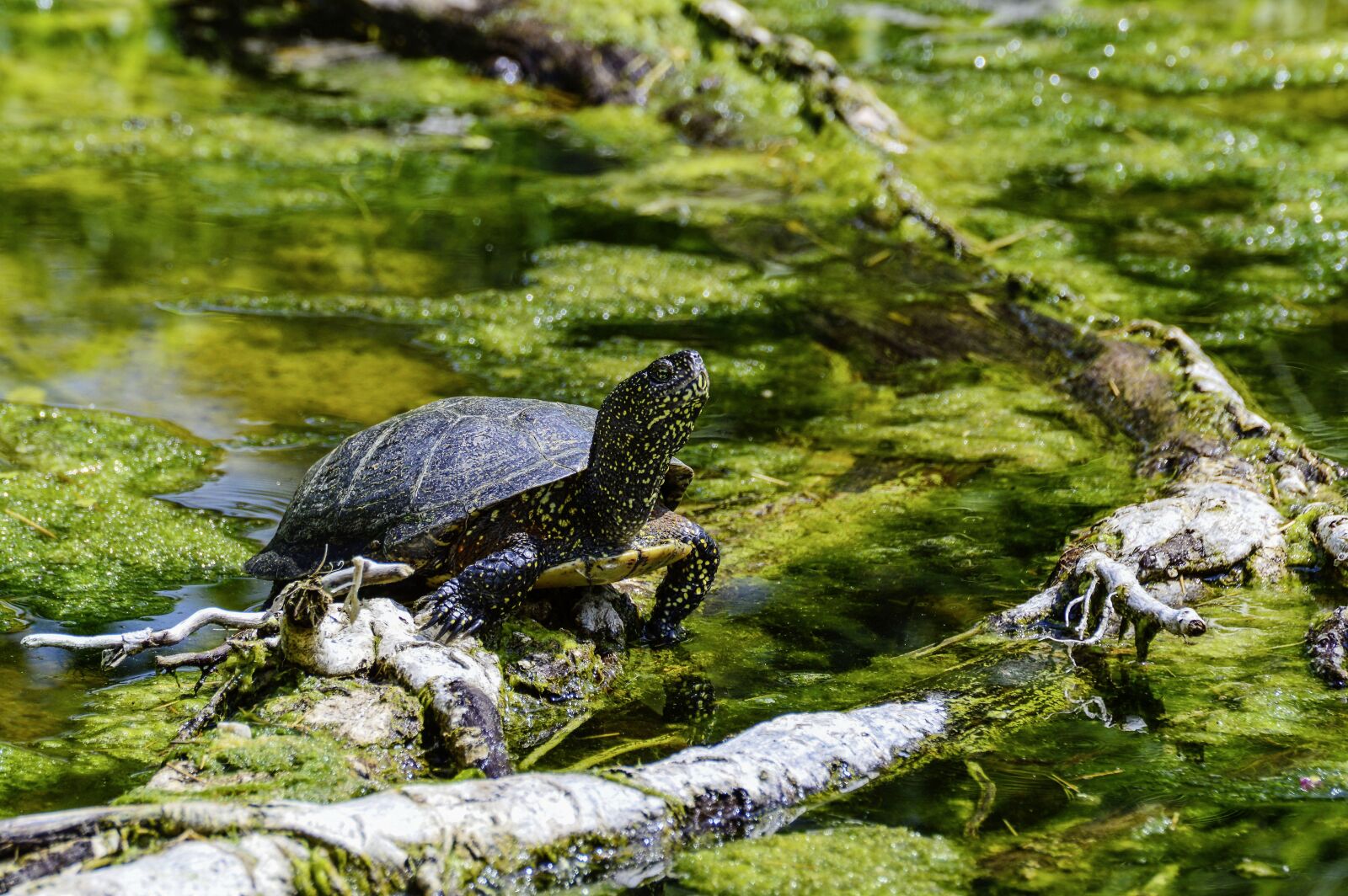 Nikon D3200 sample photo. European, marsh turtle, turtle photography