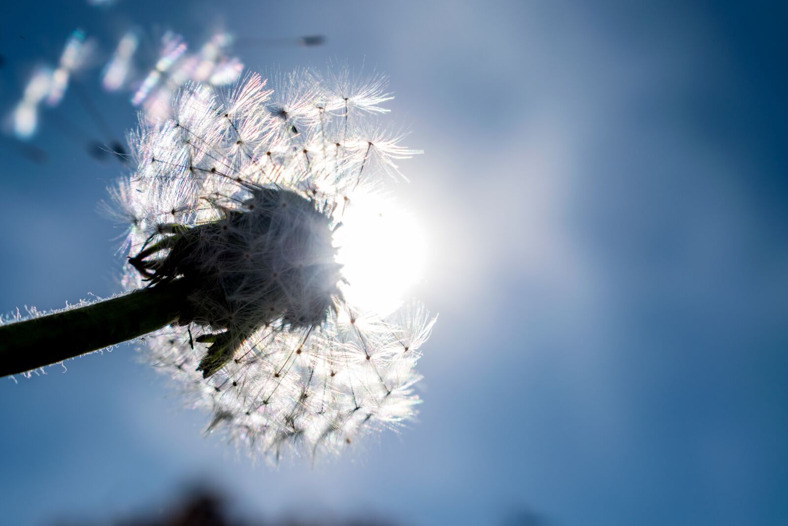 Nikon D3300 sample photo. Dandelion, nature, flower photography