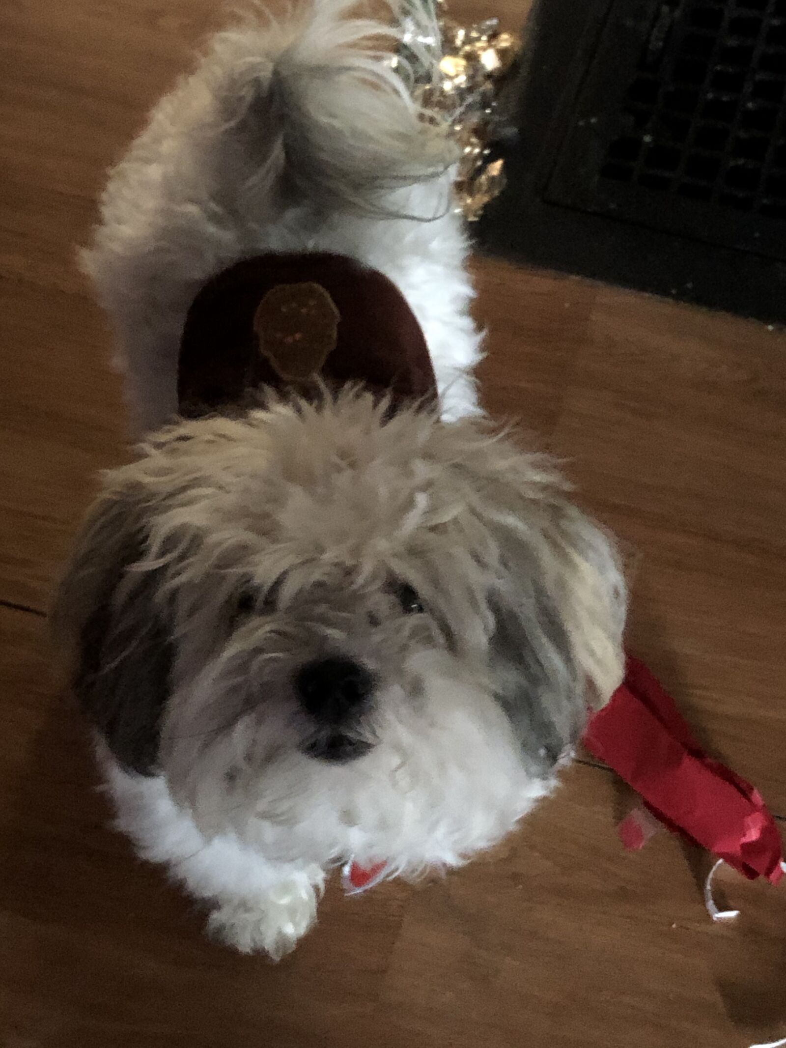 iPhone 8 Plus back dual camera 3.99mm f/1.8 sample photo. Dog, stands, bells photography