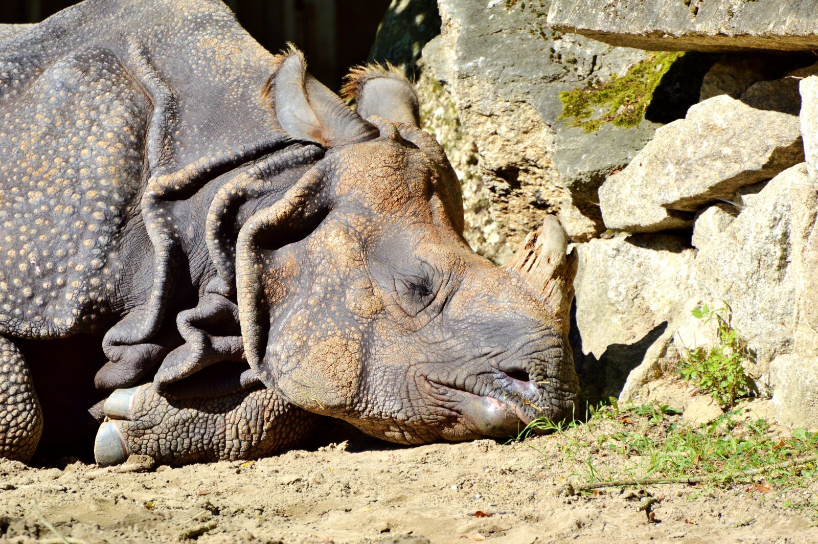 Nikon D3200 sample photo. Rhino, animal, mammal photography