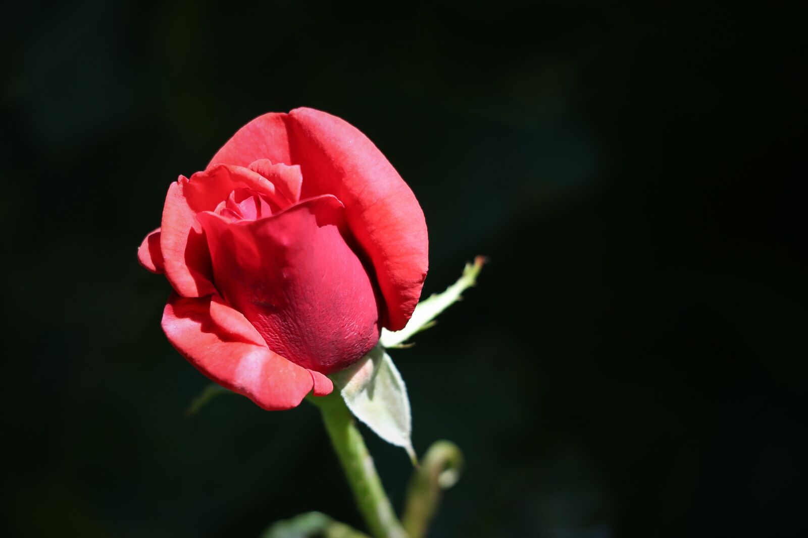 Canon EF 70-300 F4-5.6 IS II USM sample photo. Red rose velvet, love photography