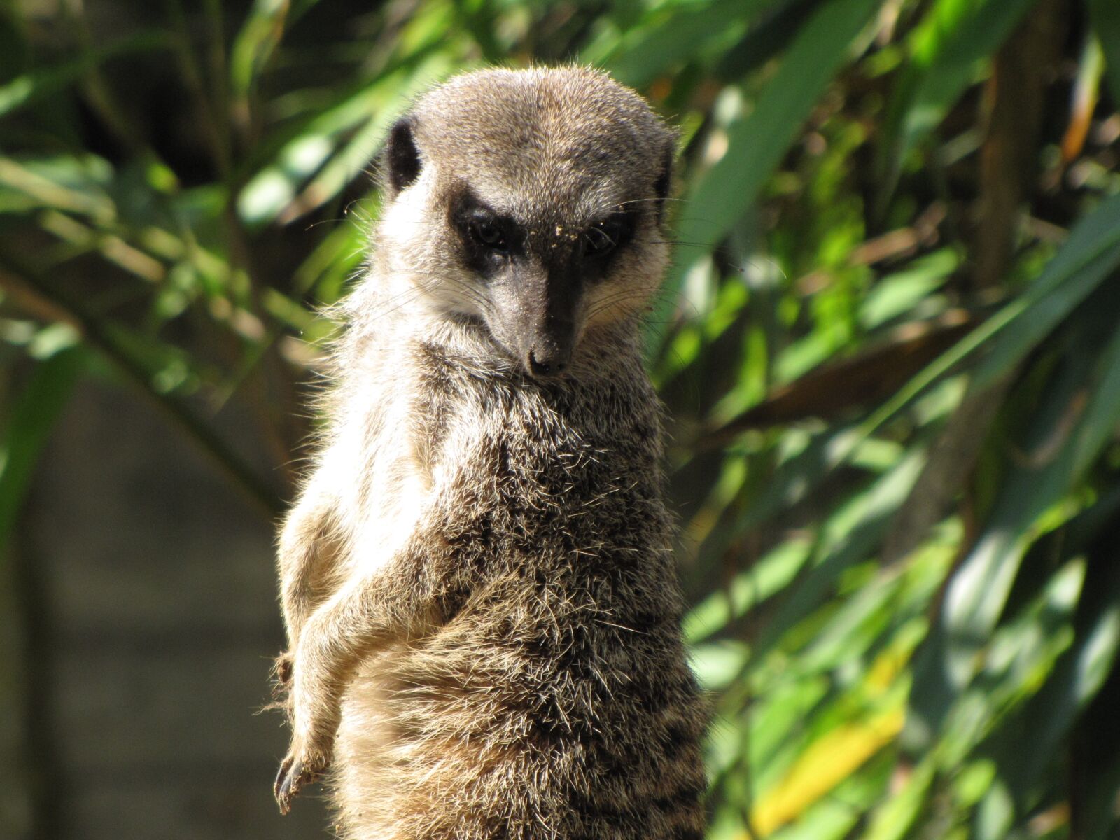 Canon PowerShot SX10 IS sample photo. Meerkat, animal, zoo photography
