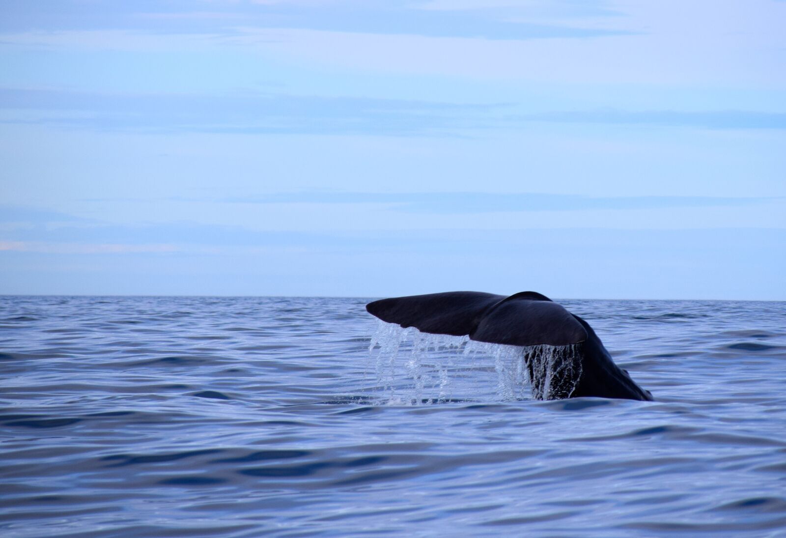 Nikon D5300 sample photo. Sperm whale, norway, nordland photography