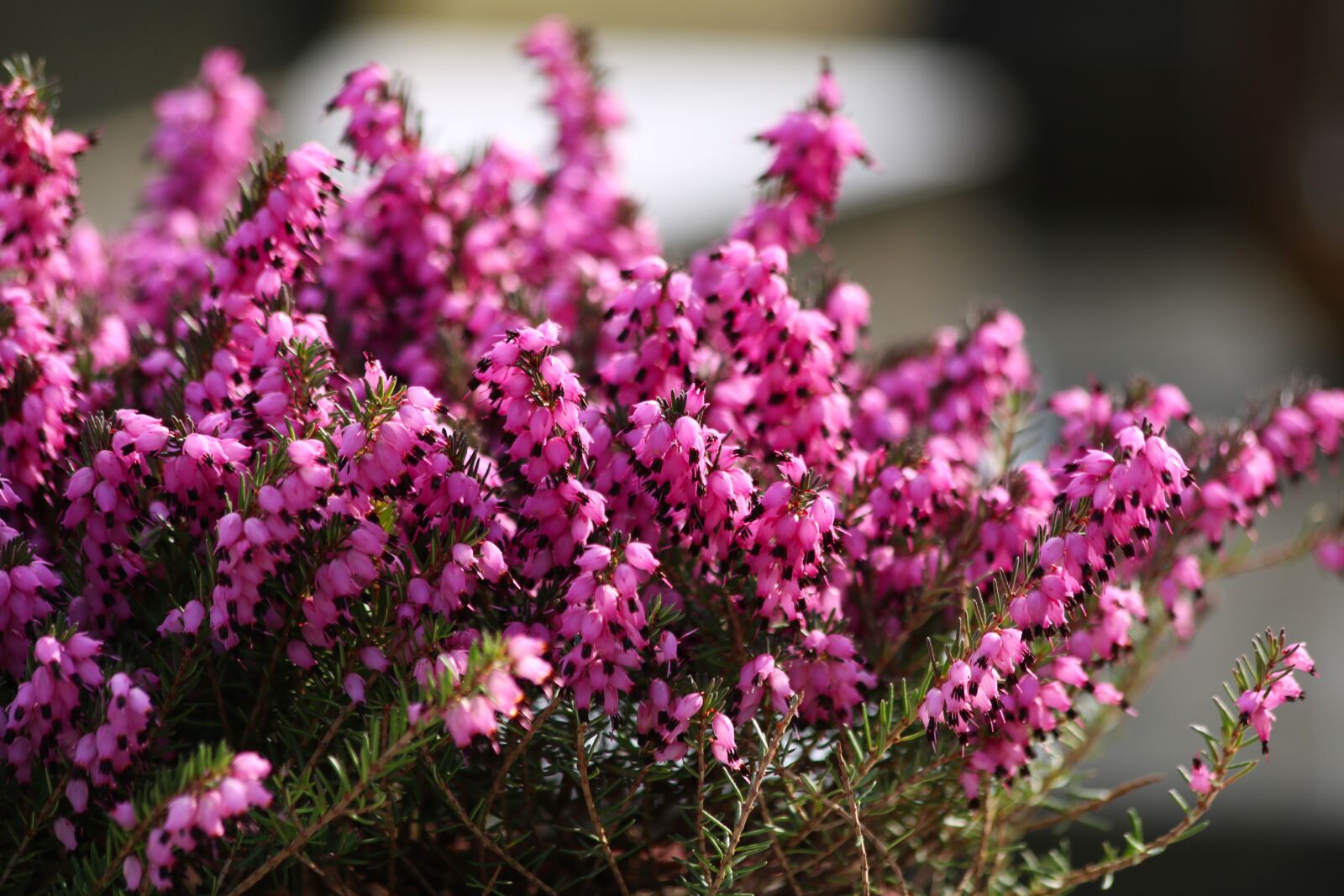 Canon EOS 750D (EOS Rebel T6i / EOS Kiss X8i) sample photo. Heather red, flowering, plant photography