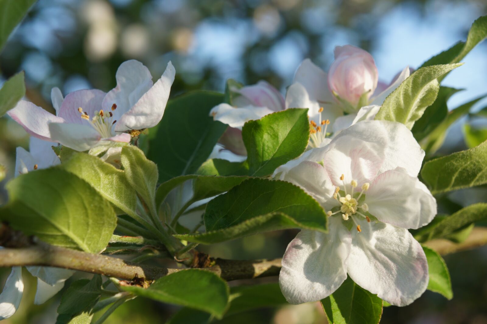 Sony Alpha NEX-3 + Sony E 18-55mm F3.5-5.6 OSS sample photo. Spring, fruit tree blossoming photography