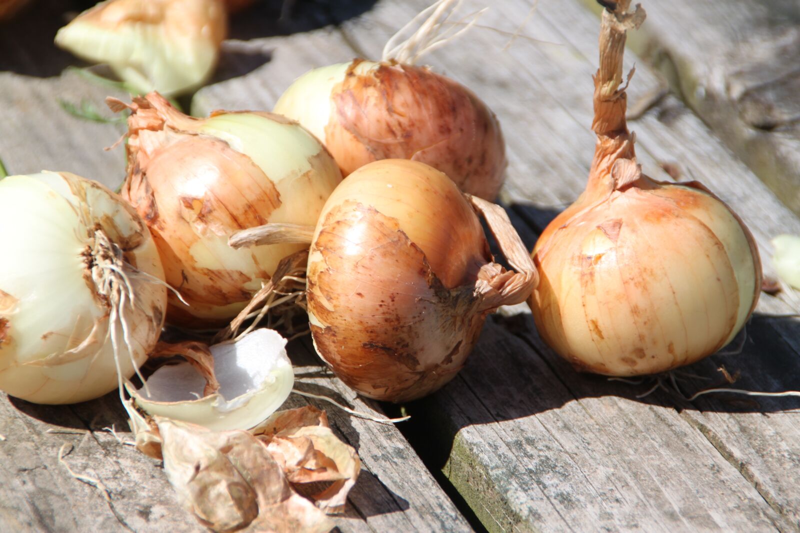 Canon EOS 500D (EOS Rebel T1i / EOS Kiss X3) sample photo. Onion, garden, food photography