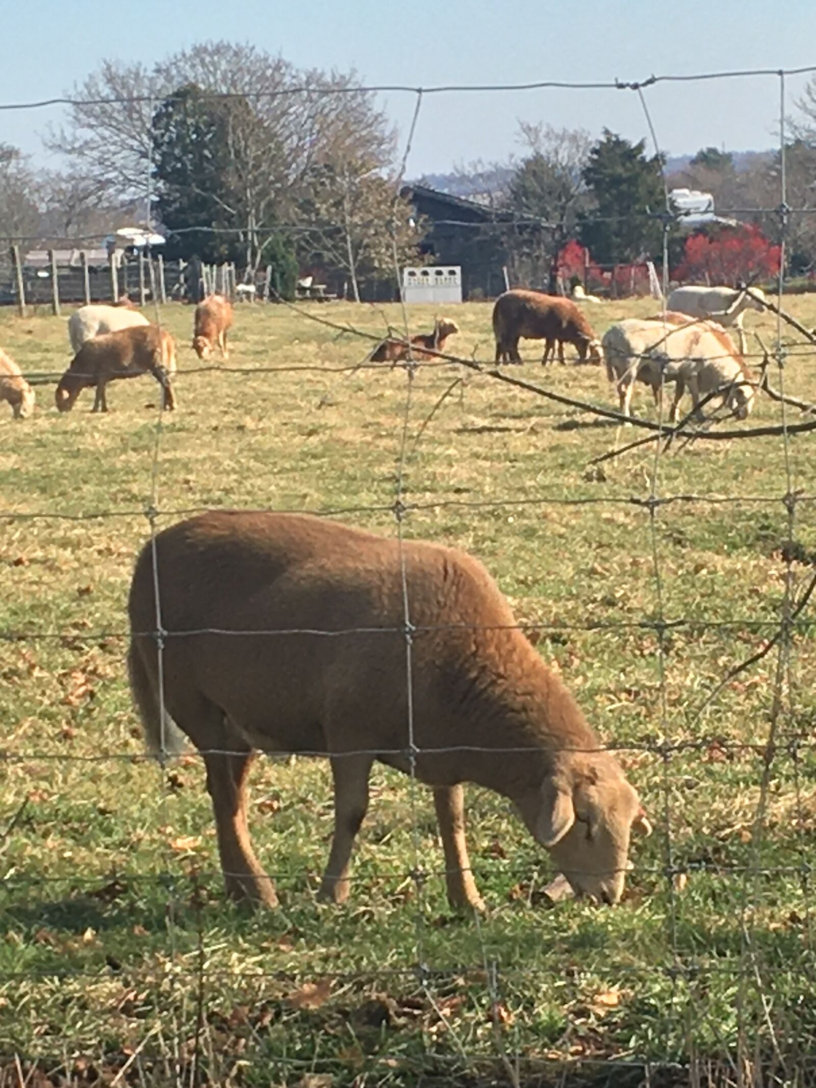 iPhone 6s back camera 4.15mm f/2.2 sample photo. Sheep, farm, spring photography