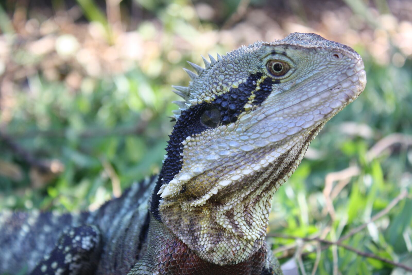 Canon EOS 1000D (EOS Digital Rebel XS / EOS Kiss F) sample photo. Water dragon, lizard, head photography