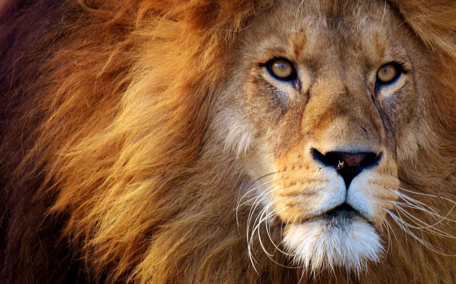 Nikon D7200 sample photo. Lion, predator, dangerous photography