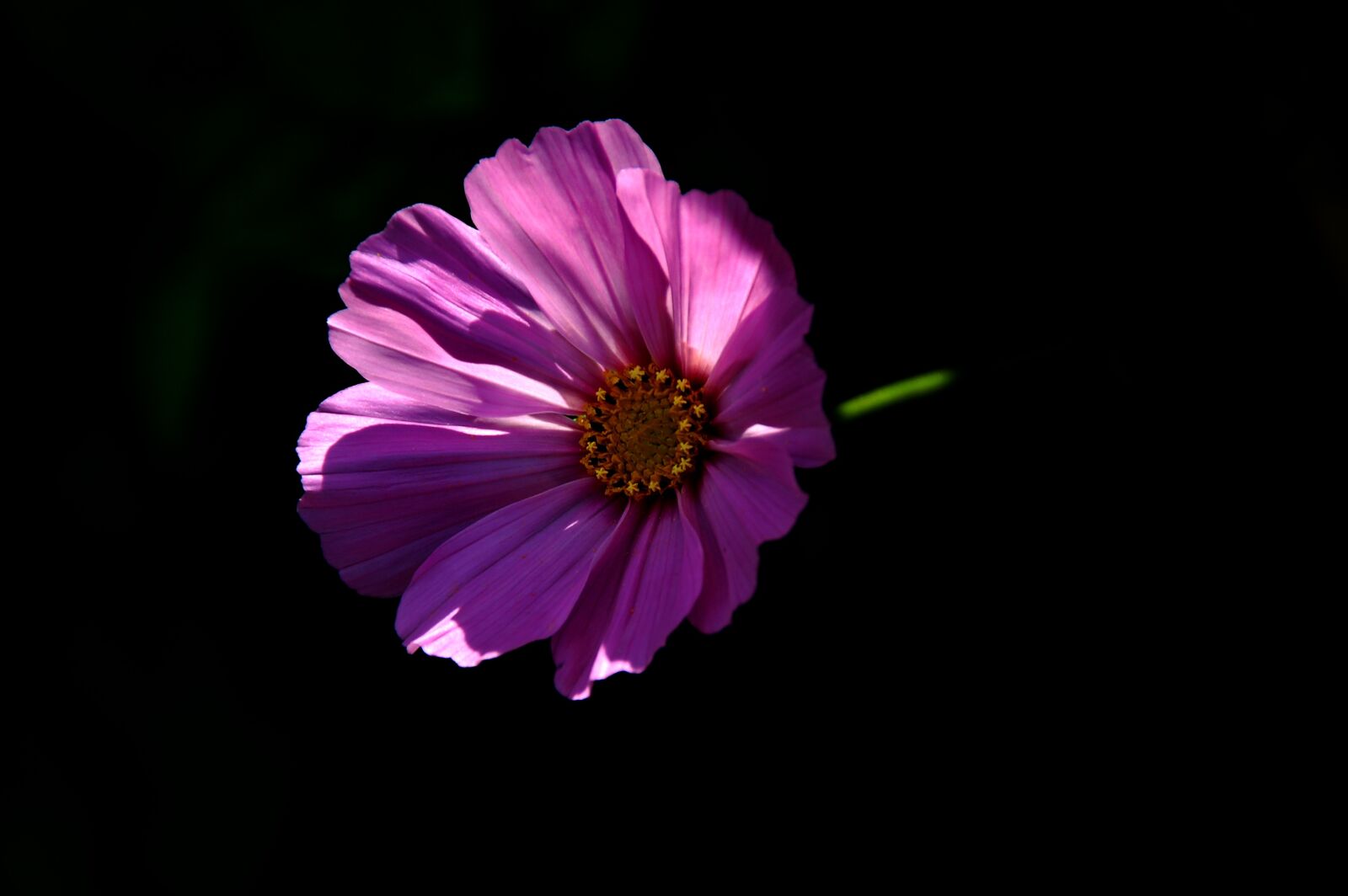 Nikon D50 sample photo. Hollyhock, sunlight, growth photography