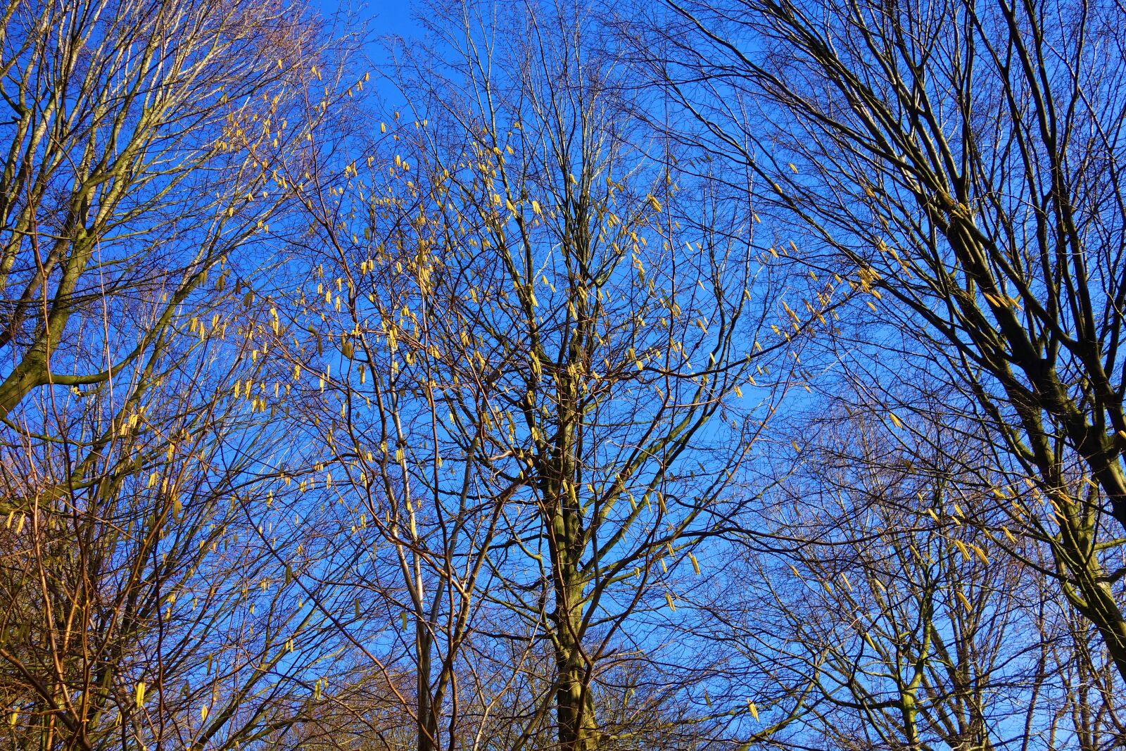 Sony Cyber-shot DSC-RX100 sample photo. Hazel, tree, branch photography