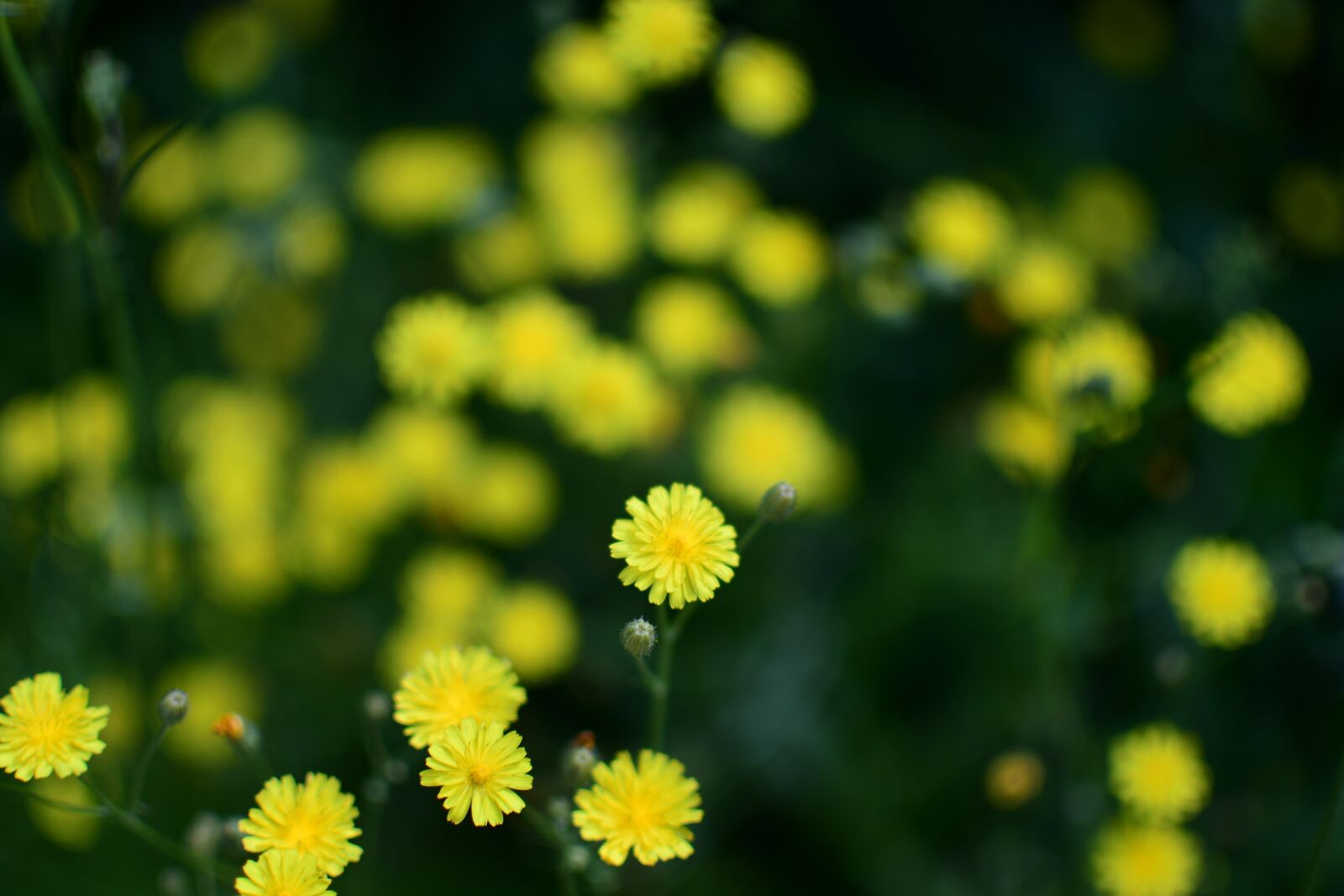 Nikon D7500 sample photo. Flower, meadow, yellow photography