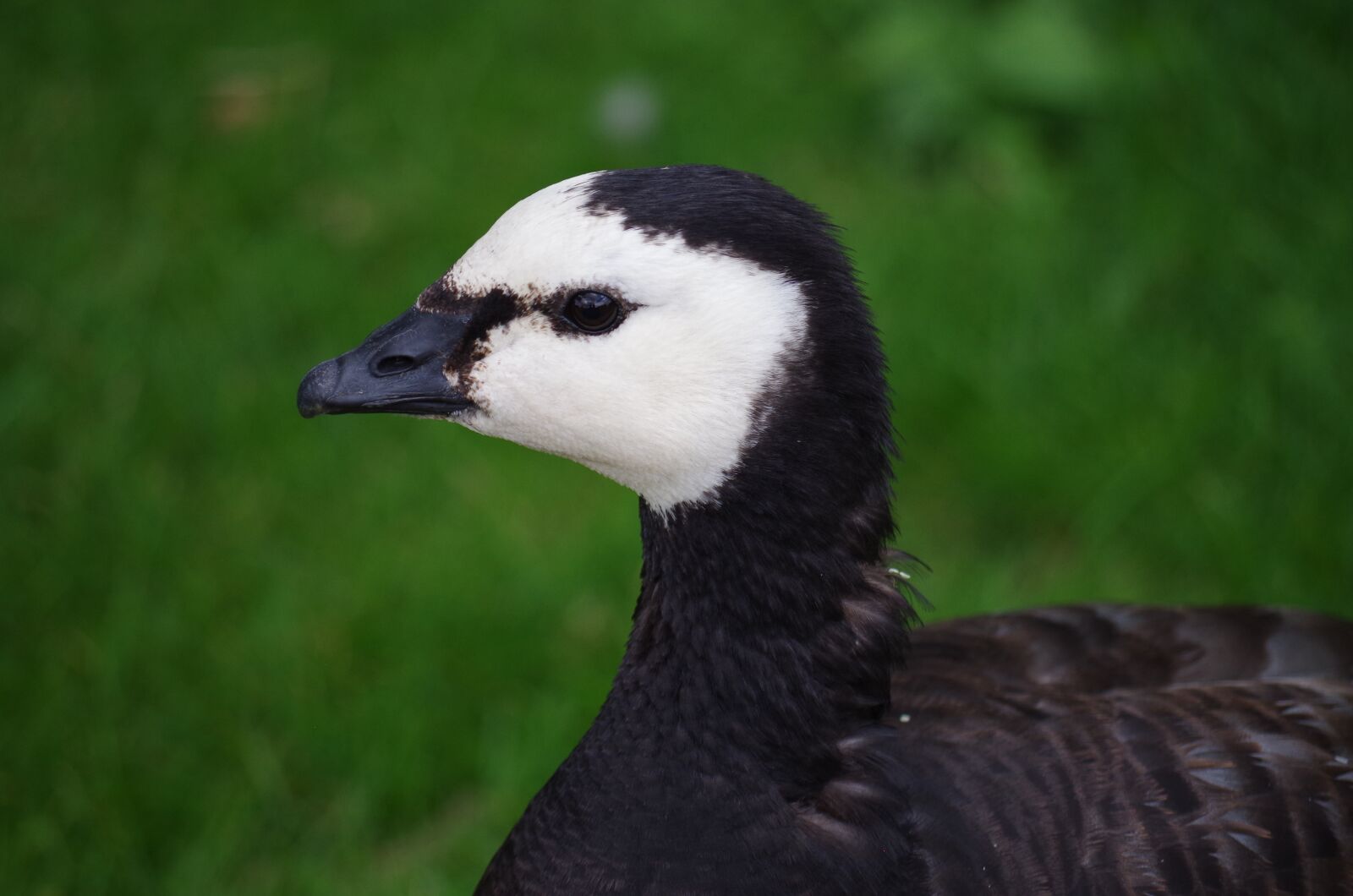 Pentax K-500 sample photo. Farm, duck, animal photography