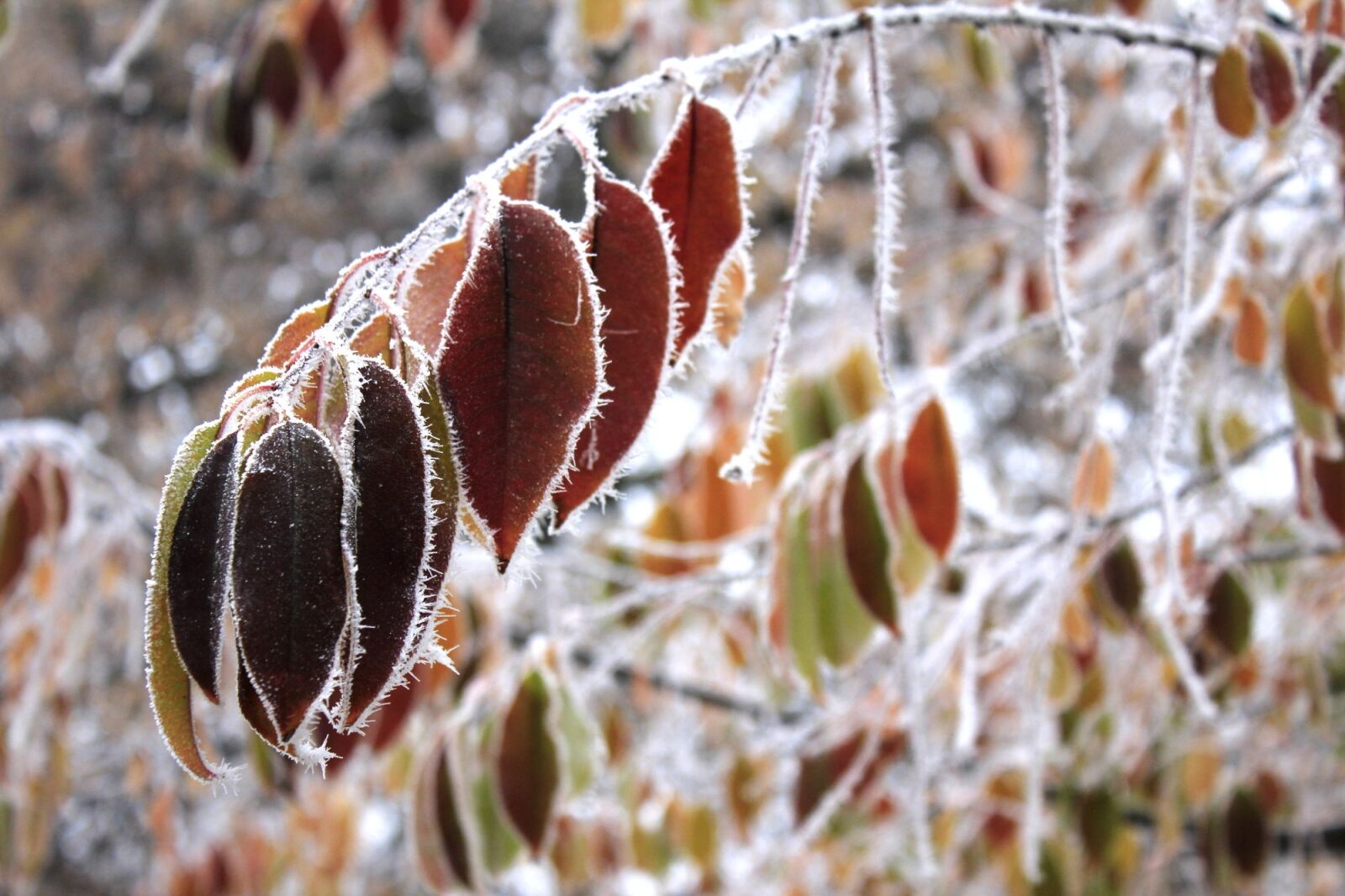Canon EOS 550D (EOS Rebel T2i / EOS Kiss X4) sample photo. Winter, leaves, branch photography