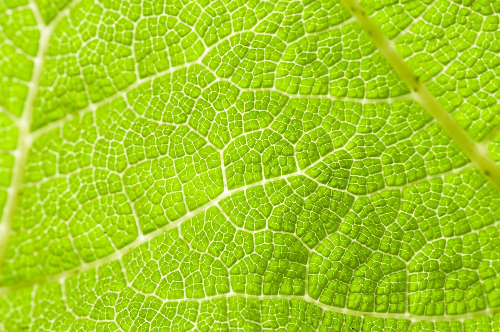 Nikon D300 sample photo. Leaf, veins, green photography