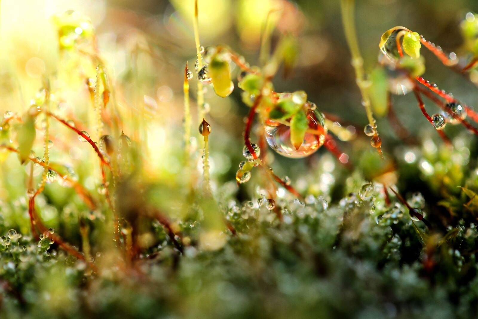 Canon EF-S 60mm F2.8 Macro USM sample photo. Moss, dew-drop, just add photography