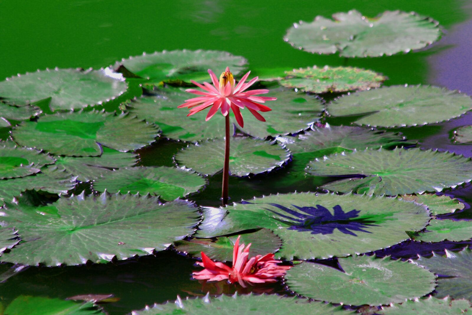 Canon EOS 650D (EOS Rebel T4i / EOS Kiss X6i) sample photo. Water lily, flower, sheet photography