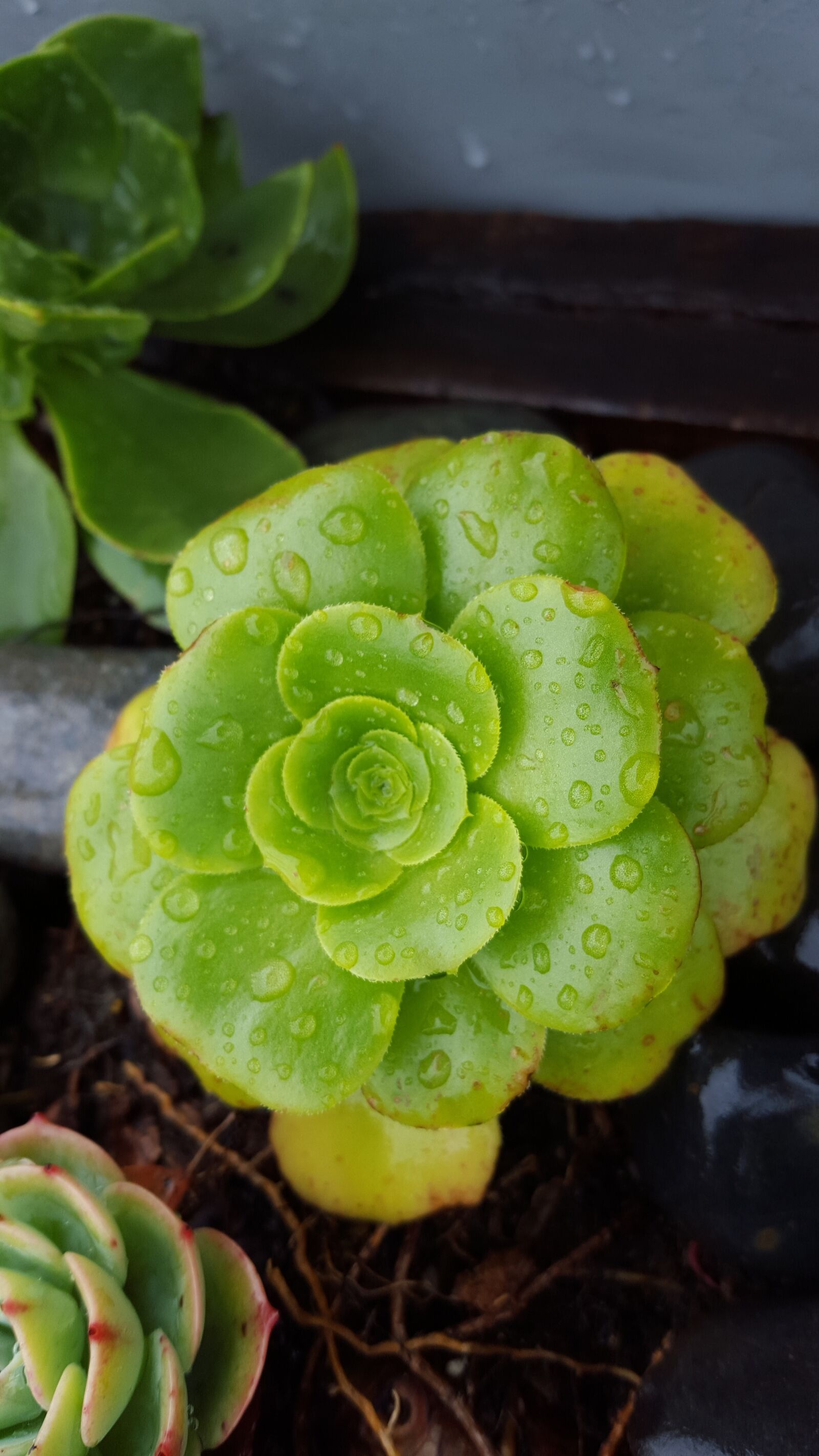 Samsung Galaxy S6 sample photo. Succulent, plant, dew photography