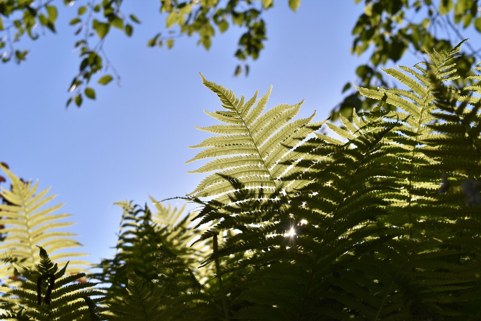 Nikon D5500 sample photo. Fern, plant, birch photography