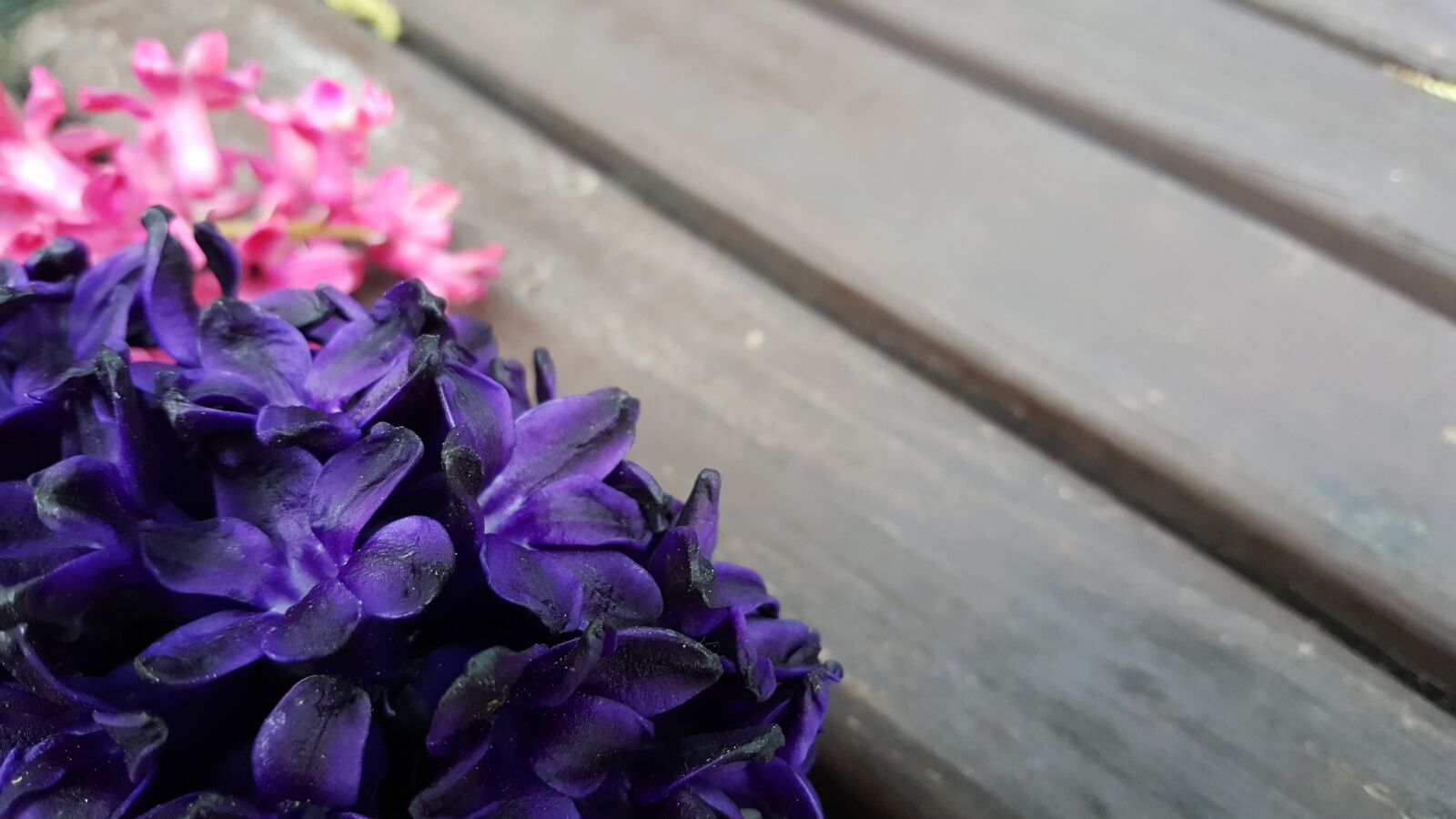 Samsung Galaxy S6 sample photo. Hyacinth, flowers, bloom photography
