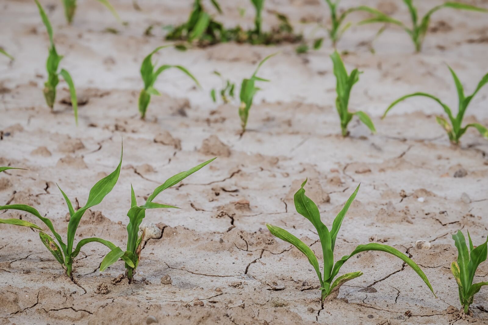 Fujifilm XF 55-200mm F3.5-4.8 R LM OIS sample photo. Cornfield, corn, field photography