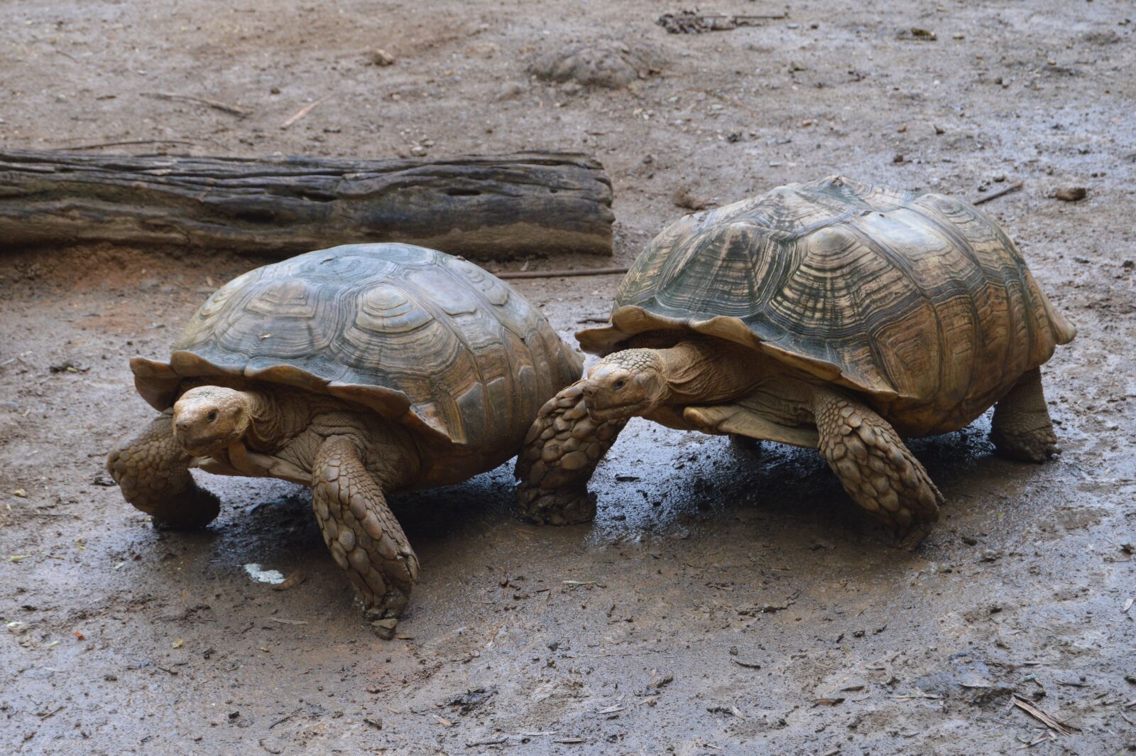 Nikon D3200 sample photo. Reptiles, turtle, reptile photography