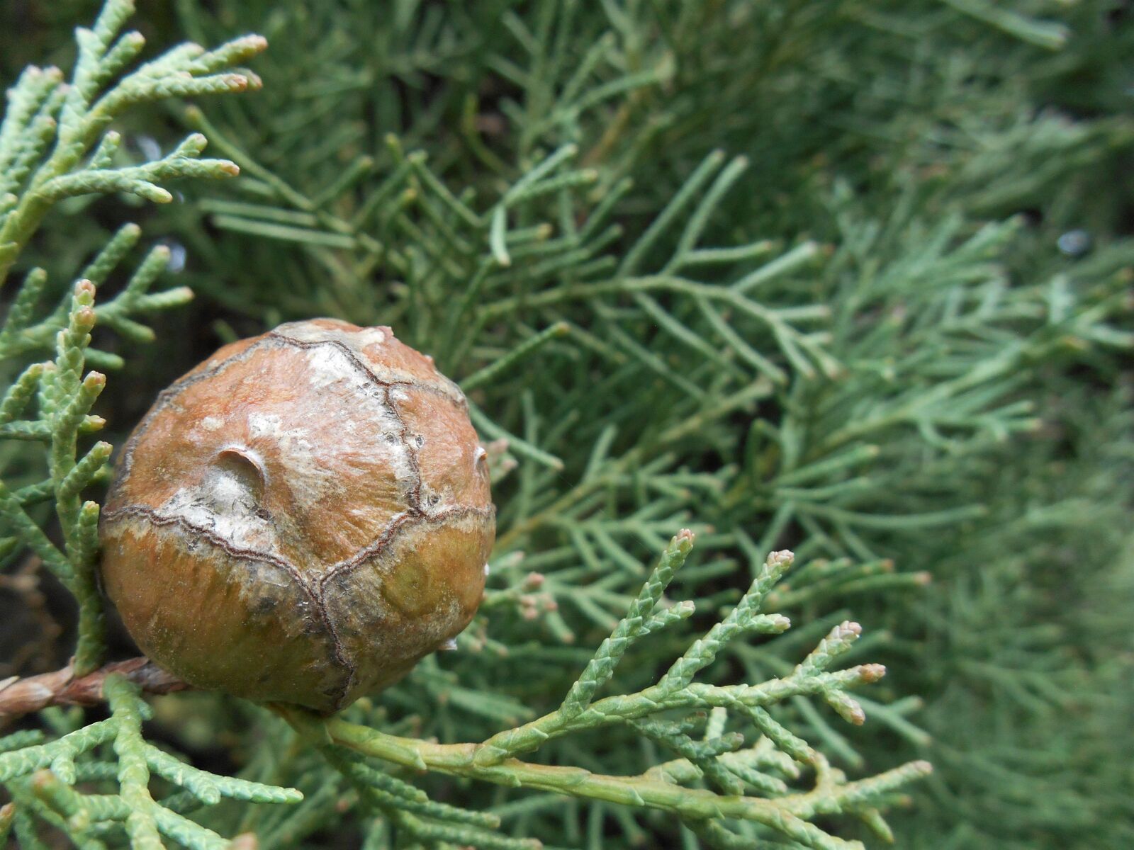 Nikon Coolpix S3500 sample photo. Cypress, conifers, cone photography