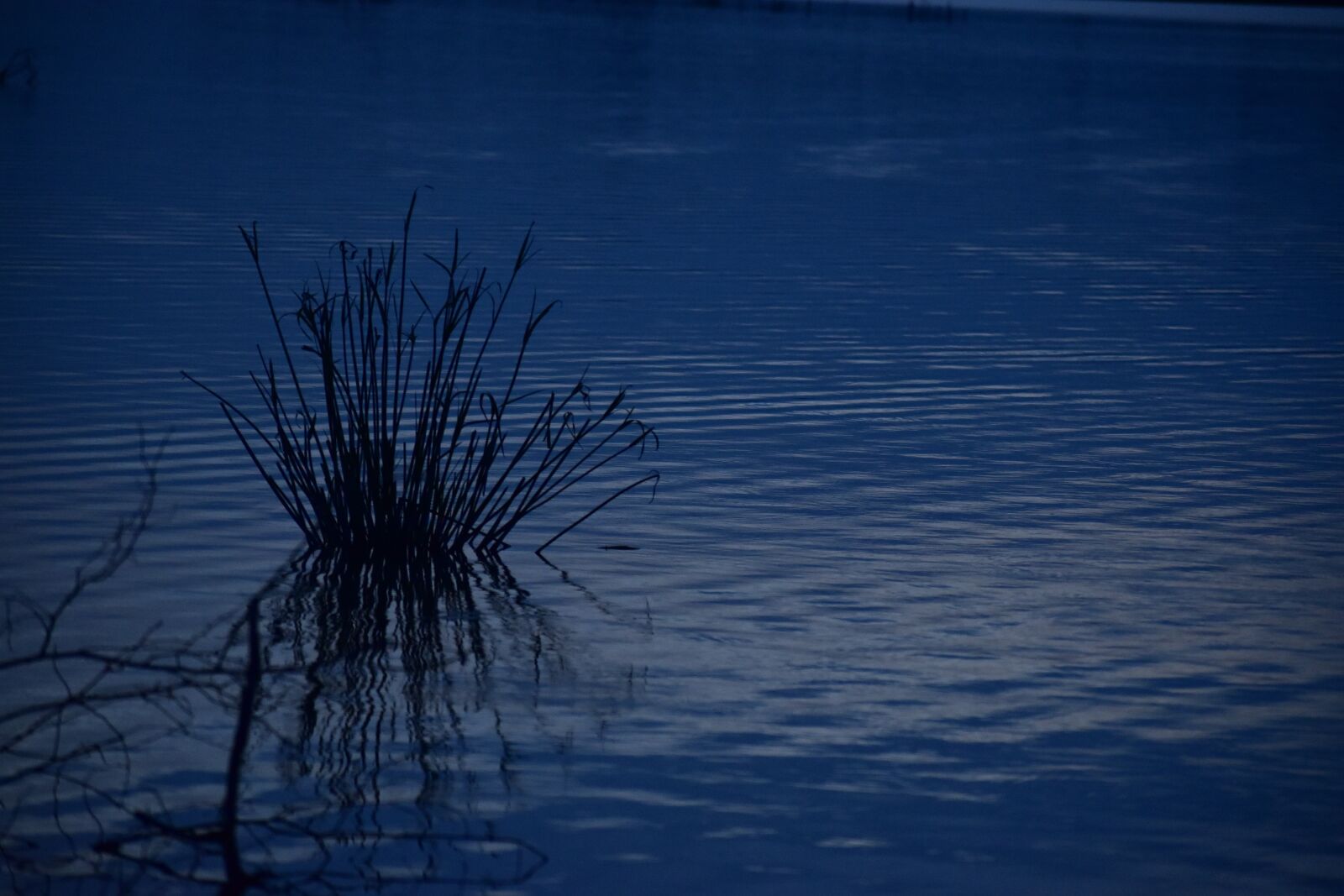 Nikon D5600 sample photo. Evening, nature, reflection photography