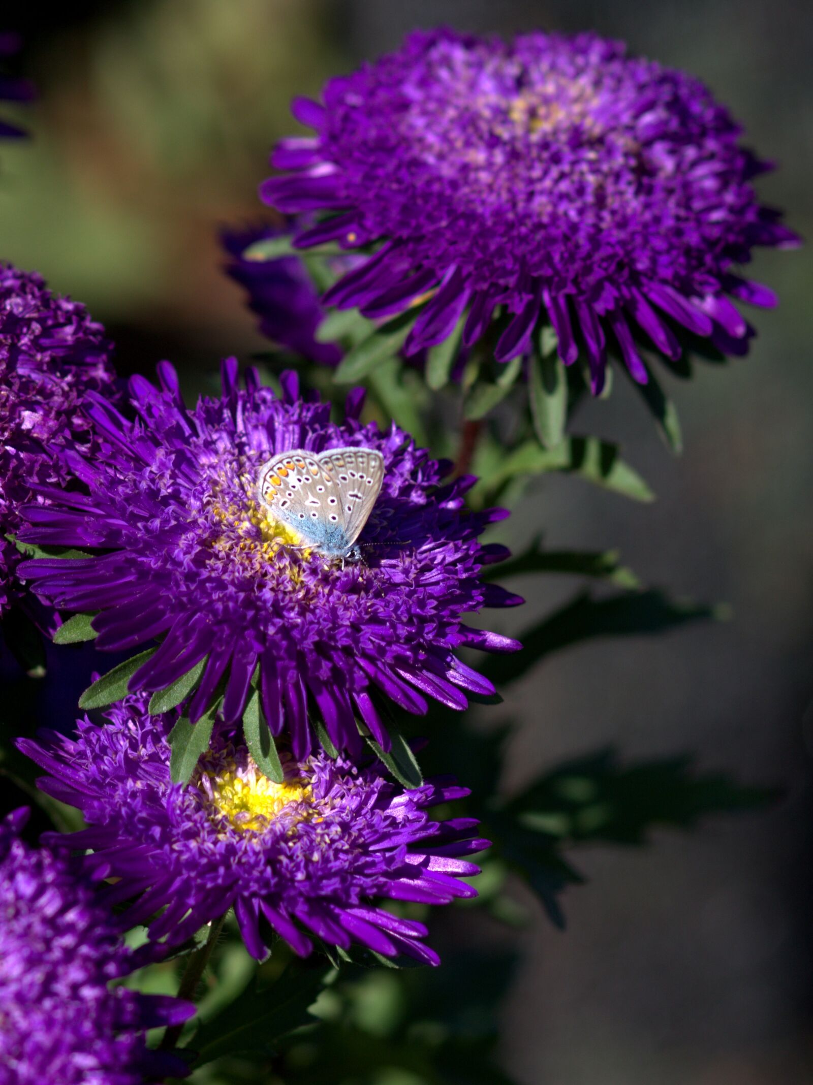 Canon EOS 700D (EOS Rebel T5i / EOS Kiss X7i) + Canon EF 85mm F1.8 USM sample photo. Butterfly, blue, flower photography