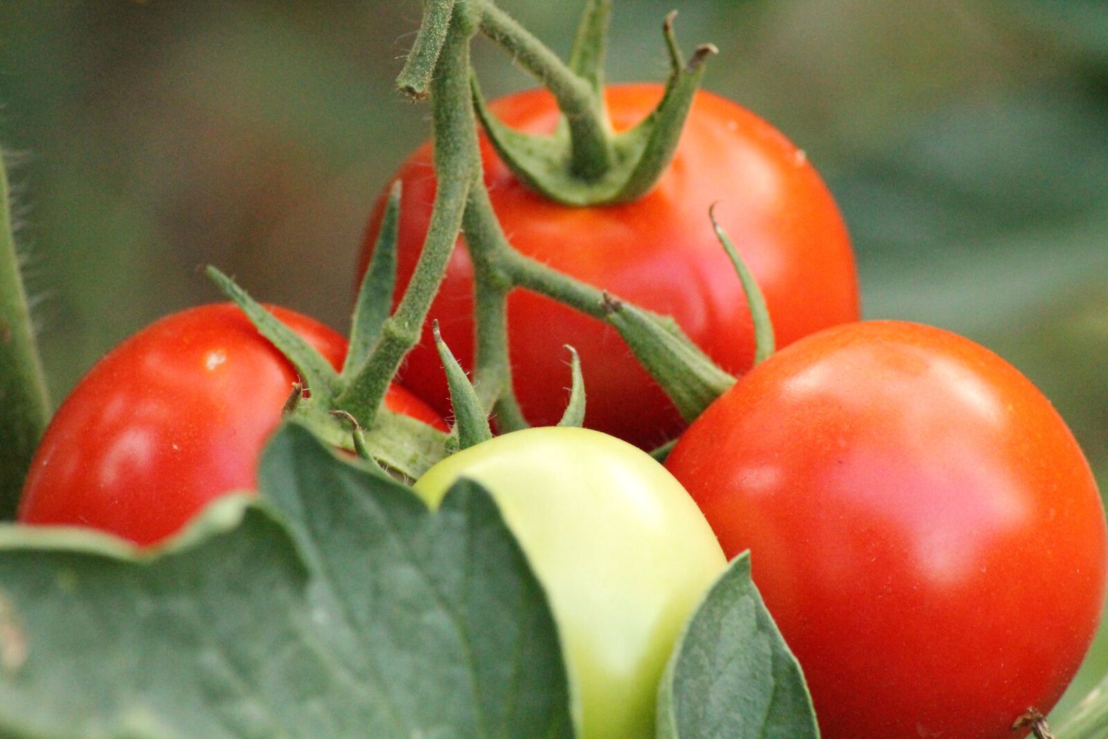 Canon EOS 1100D (EOS Rebel T3 / EOS Kiss X50) sample photo. Tomatoes, garden, vegetable garden photography