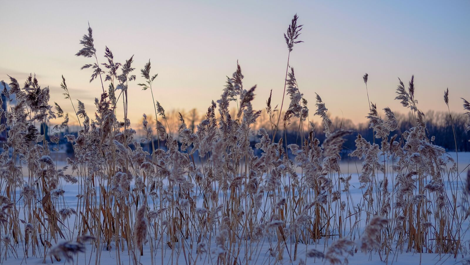 Fujifilm X-T10 + Fujifilm XF 35mm F2 R WR sample photo. Winter, nature, snow photography