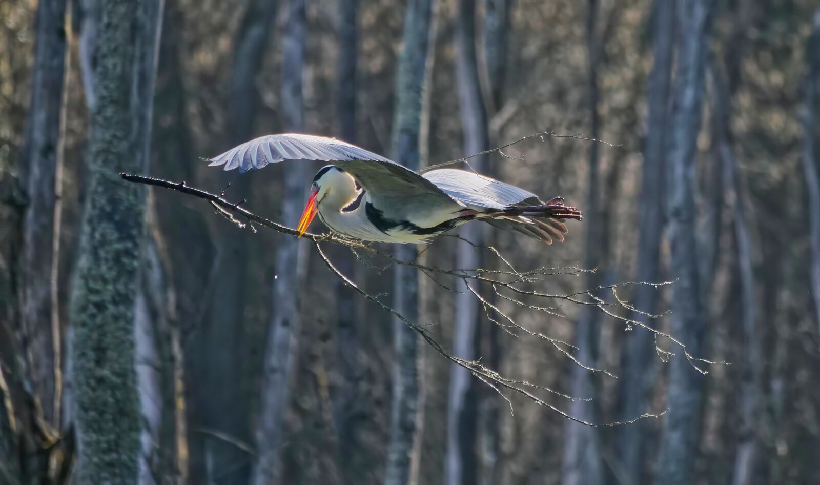 Panasonic Lumix DC-G9 sample photo. Heron, heron in flight photography
