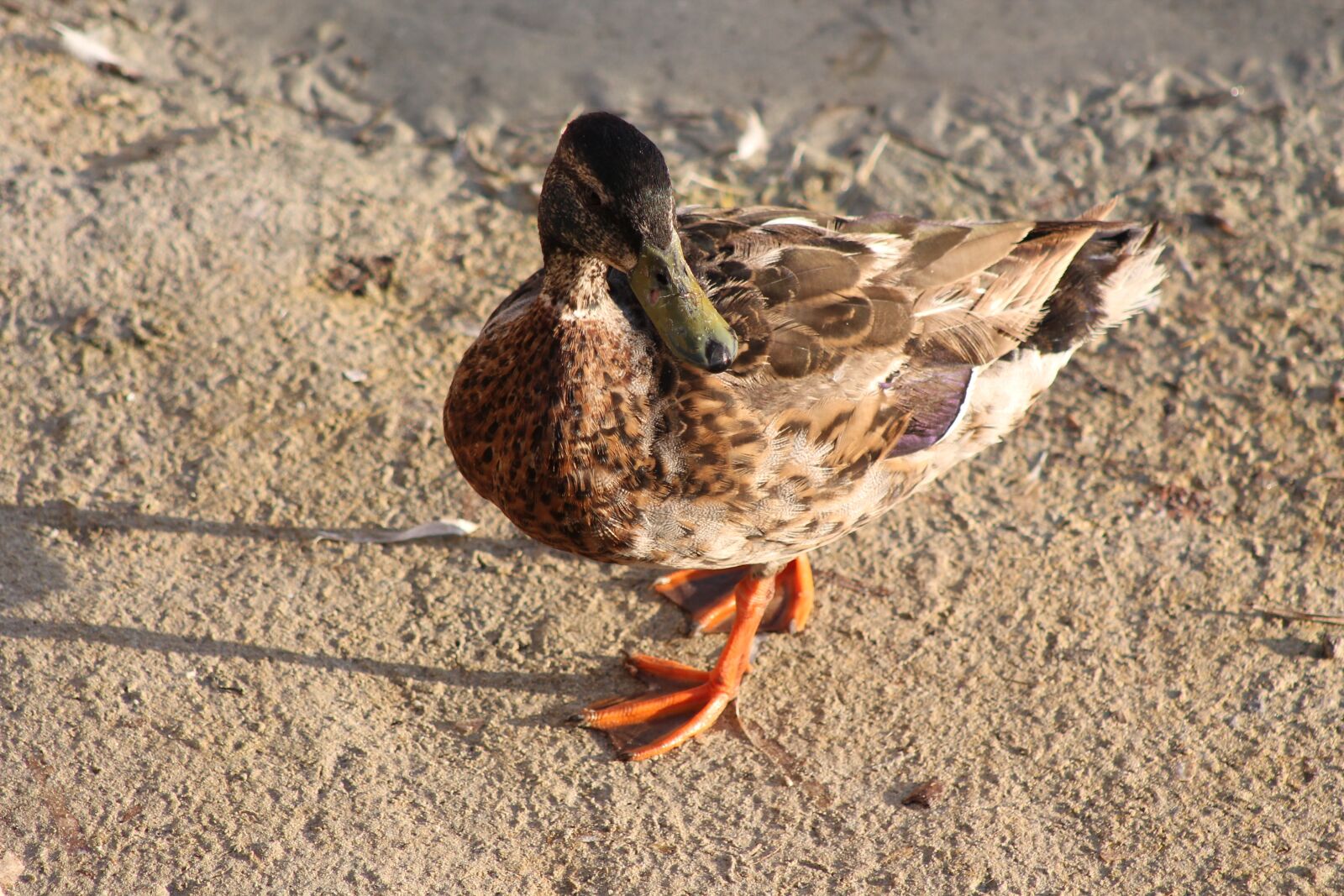 Canon EF75-300mm f/4-5.6 sample photo. Duck, mallard, nature photography