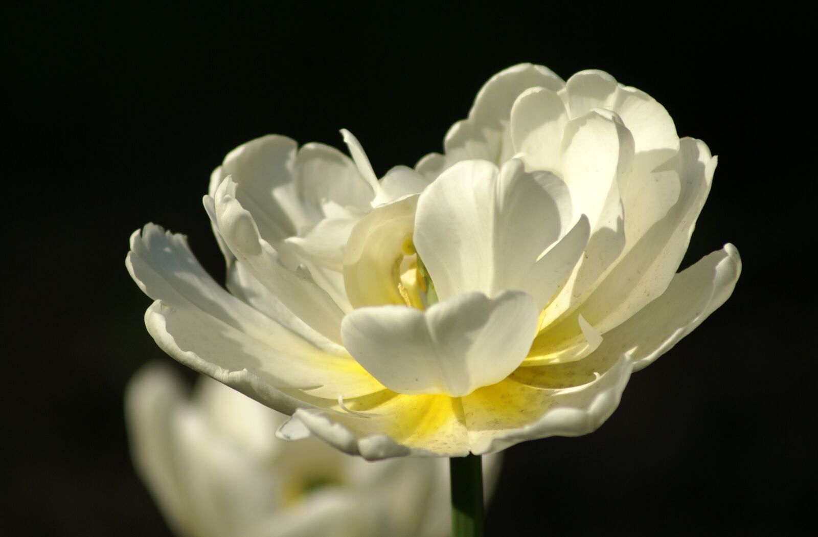 Sony Alpha DSLR-A100 sample photo. Flower, nature, plant photography