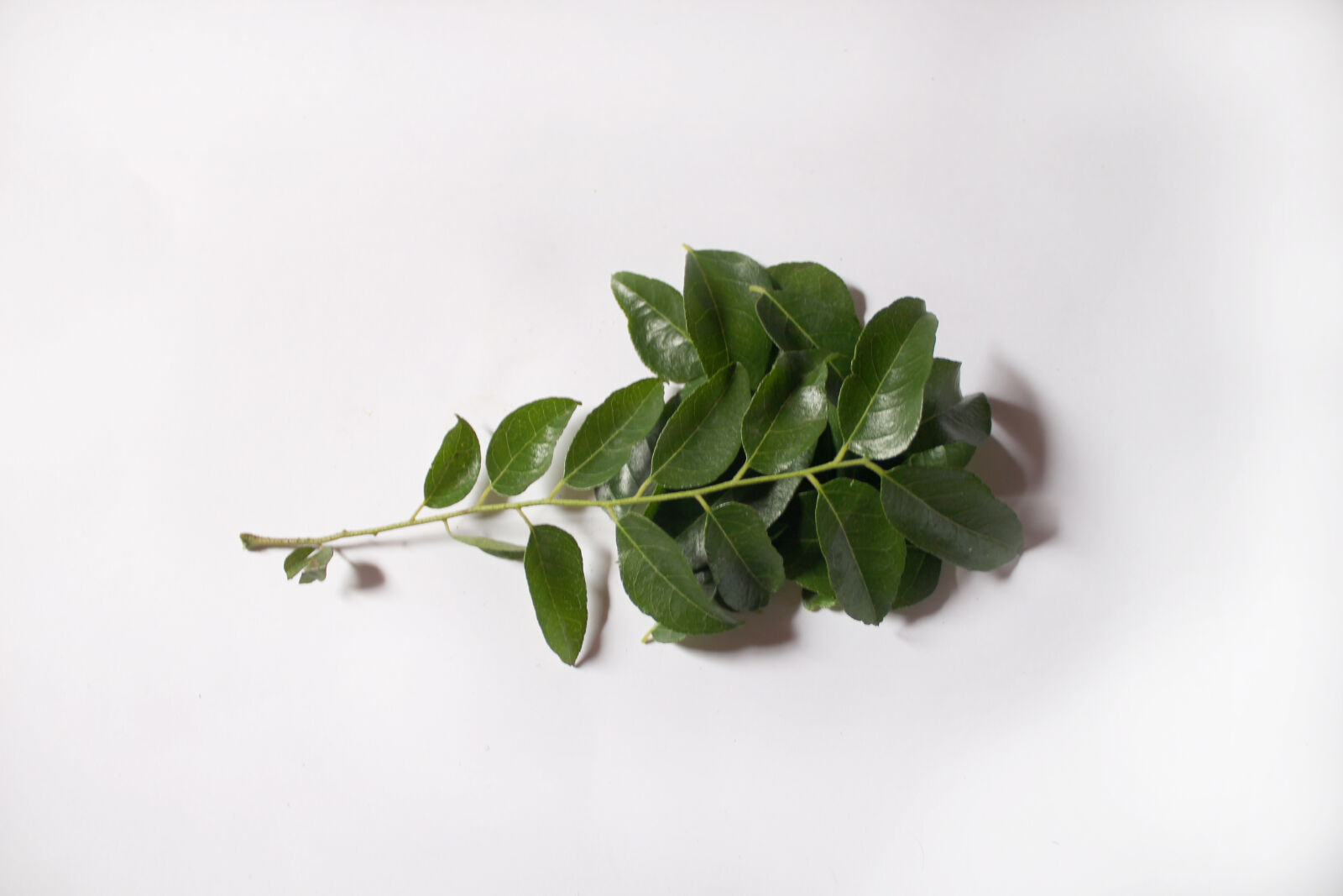 Canon EOS 700D (EOS Rebel T5i / EOS Kiss X7i) sample photo. Branch, curry, leaves photography
